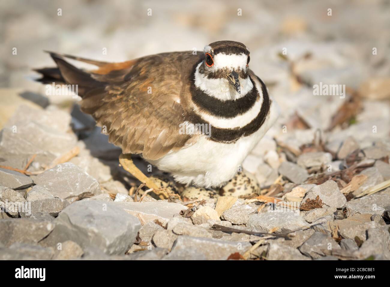 Camouflaged Killdeer protecting its nest on gravel Stock Photo