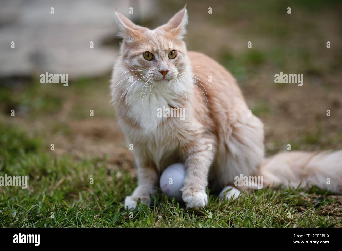 Majestic Maine Coon Stock Photo - Alamy