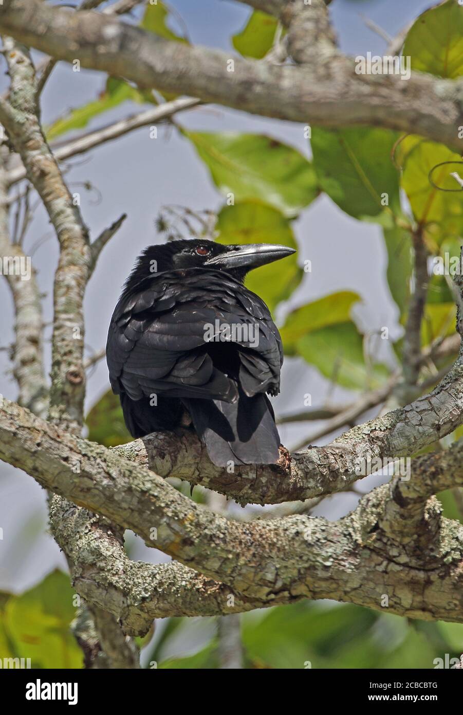 Cuban Crow (Corvus minutus) adult perched on branch (Cuban endemic)  La Belen, Cuba          March Stock Photo