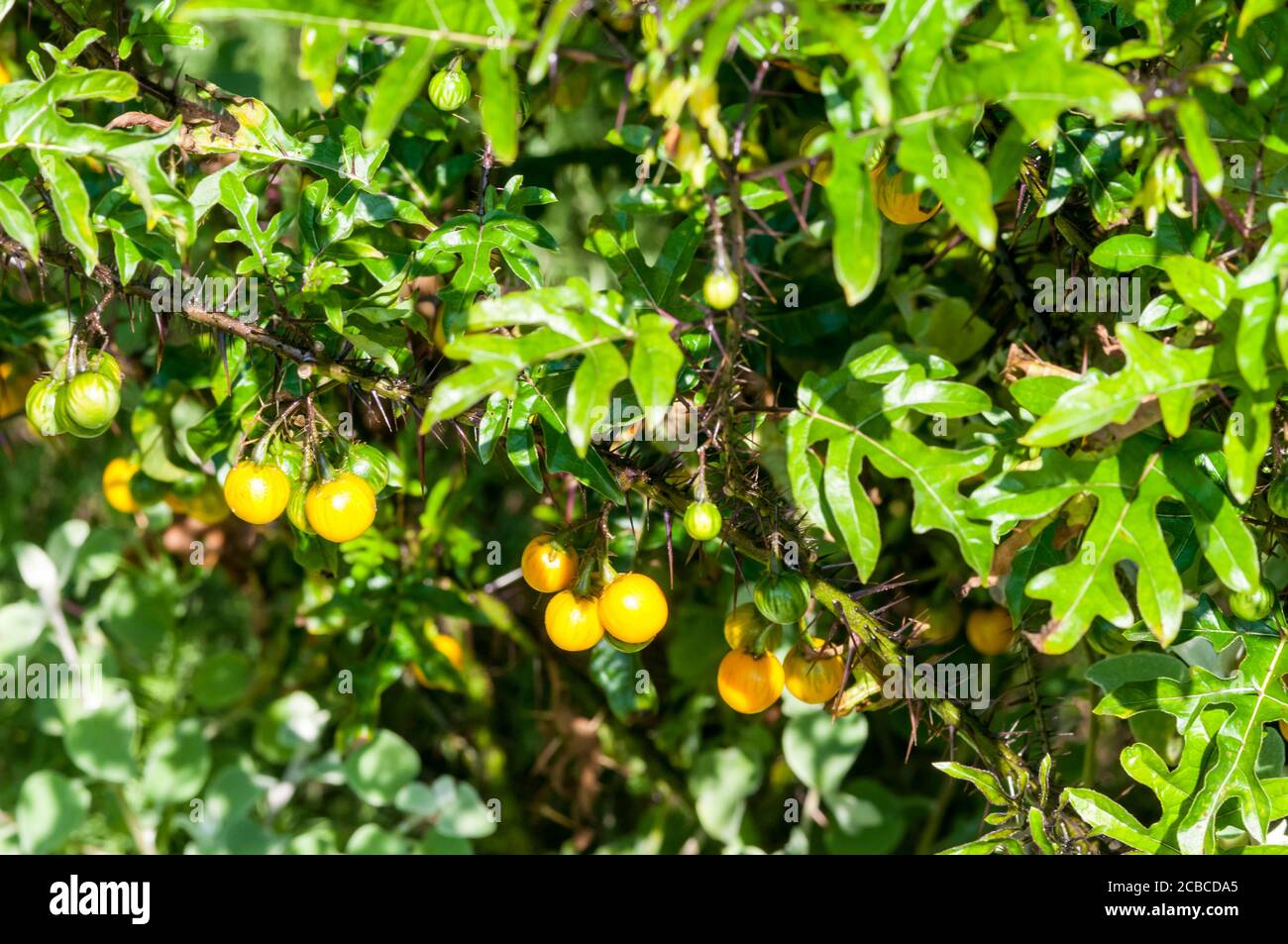 Solanum atropurpureum, or five-minute plant is native to Brazil. Stock Photo