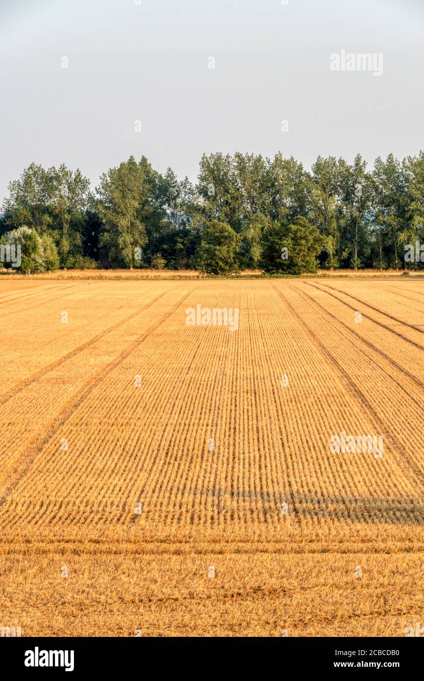 Parallel lines of stubble in field of wheat just after harvesting Stock ...