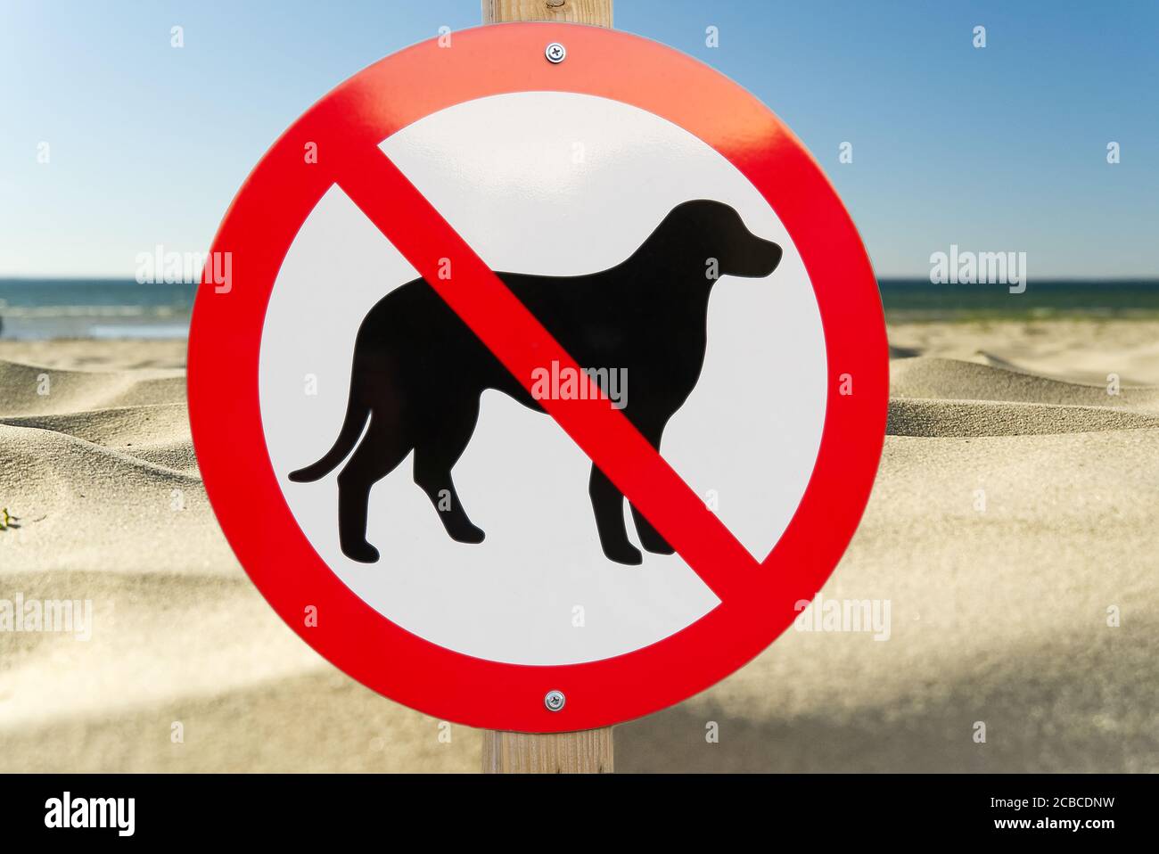 No dog sign on a sandy beach. no pets allowed sign to swimm asign