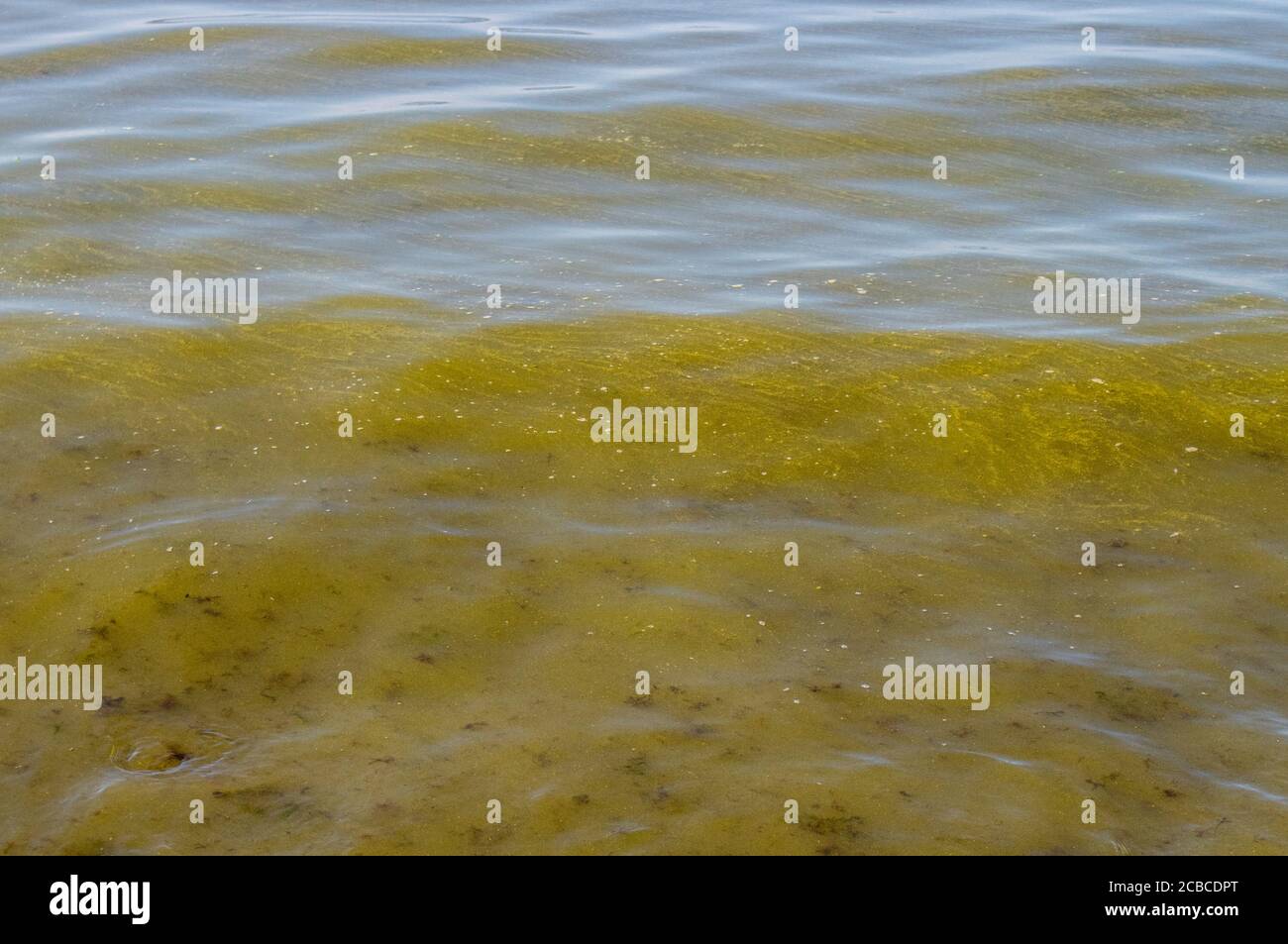 Blue-green algae, Cyanobacteria also known as Cyanophyta. Blossoming bacteria plant time in summer in Baltic Sea by beach. Stock Photo
