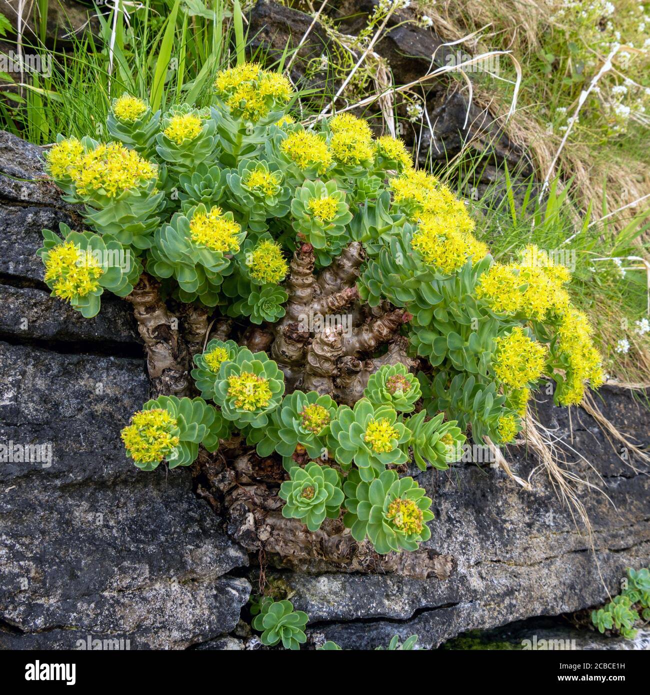 Yellow flower root hires stock photography and images Alamy