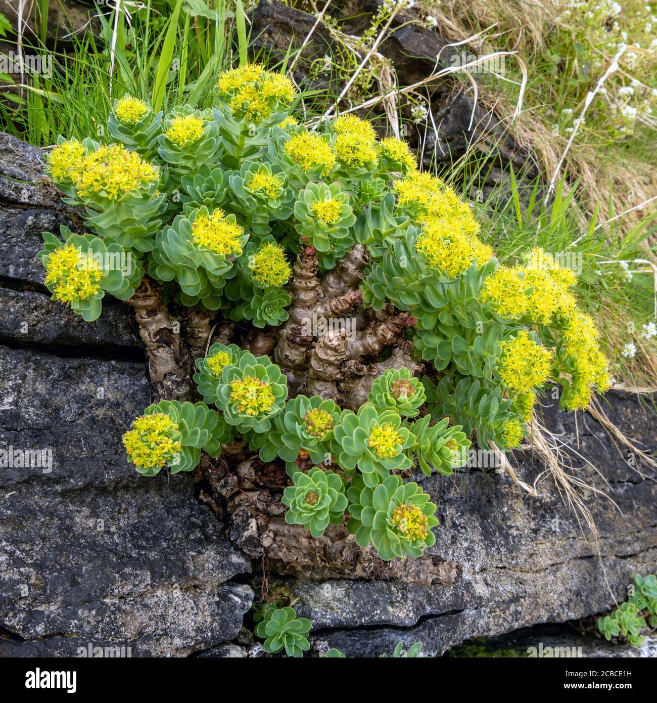 Yellow flowering Roseroot (Rhodiola rosea) plant growing on rocky cliff, Scotland,UK Stock Photo