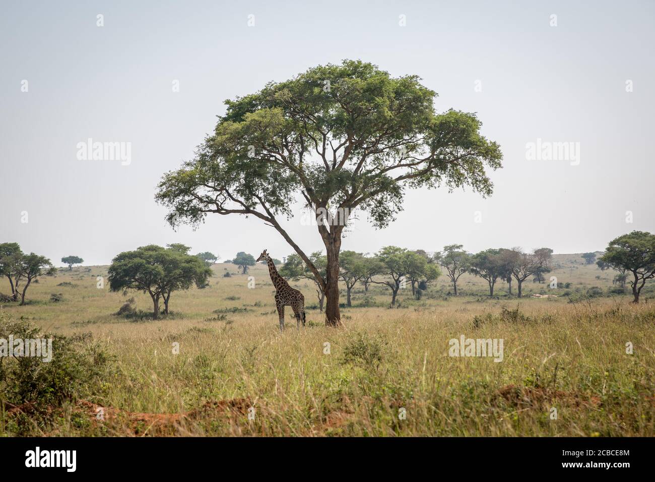 Masindi, Uganda. 3rd Aug, 2020. A giraffe is pictured at Murchison Falls, Uganda's biggest national park. Poaching has increased in Murchison Falls since the pandemic began, while Uganda is expected to lose more than one billion dollars in tourism this year. Credit: Sally Hayden/SOPA Images/ZUMA Wire/Alamy Live News Stock Photo