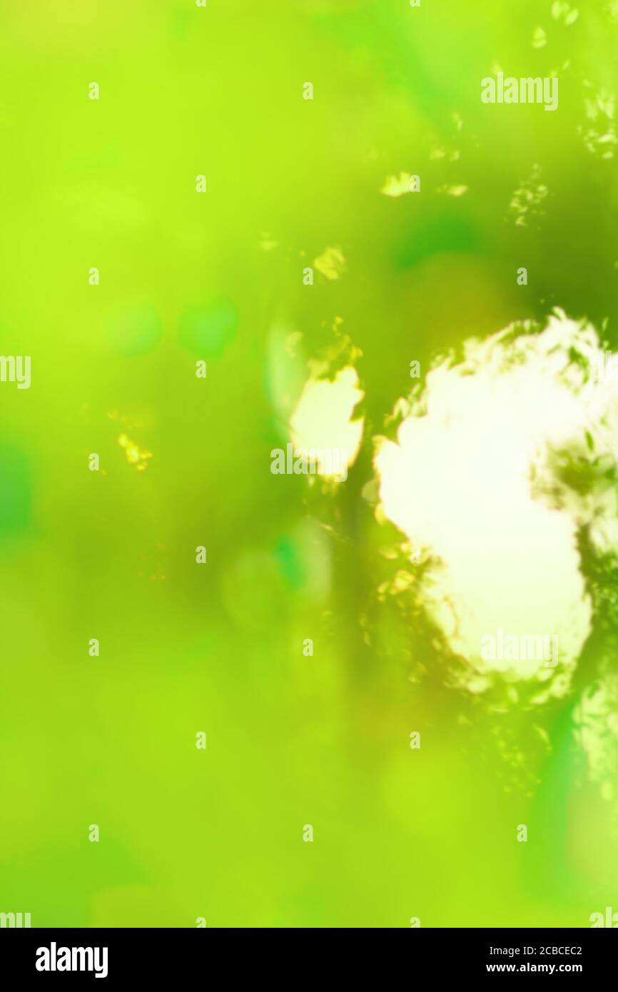 Abstract green bokeh background on sunshine background. Amazing green
