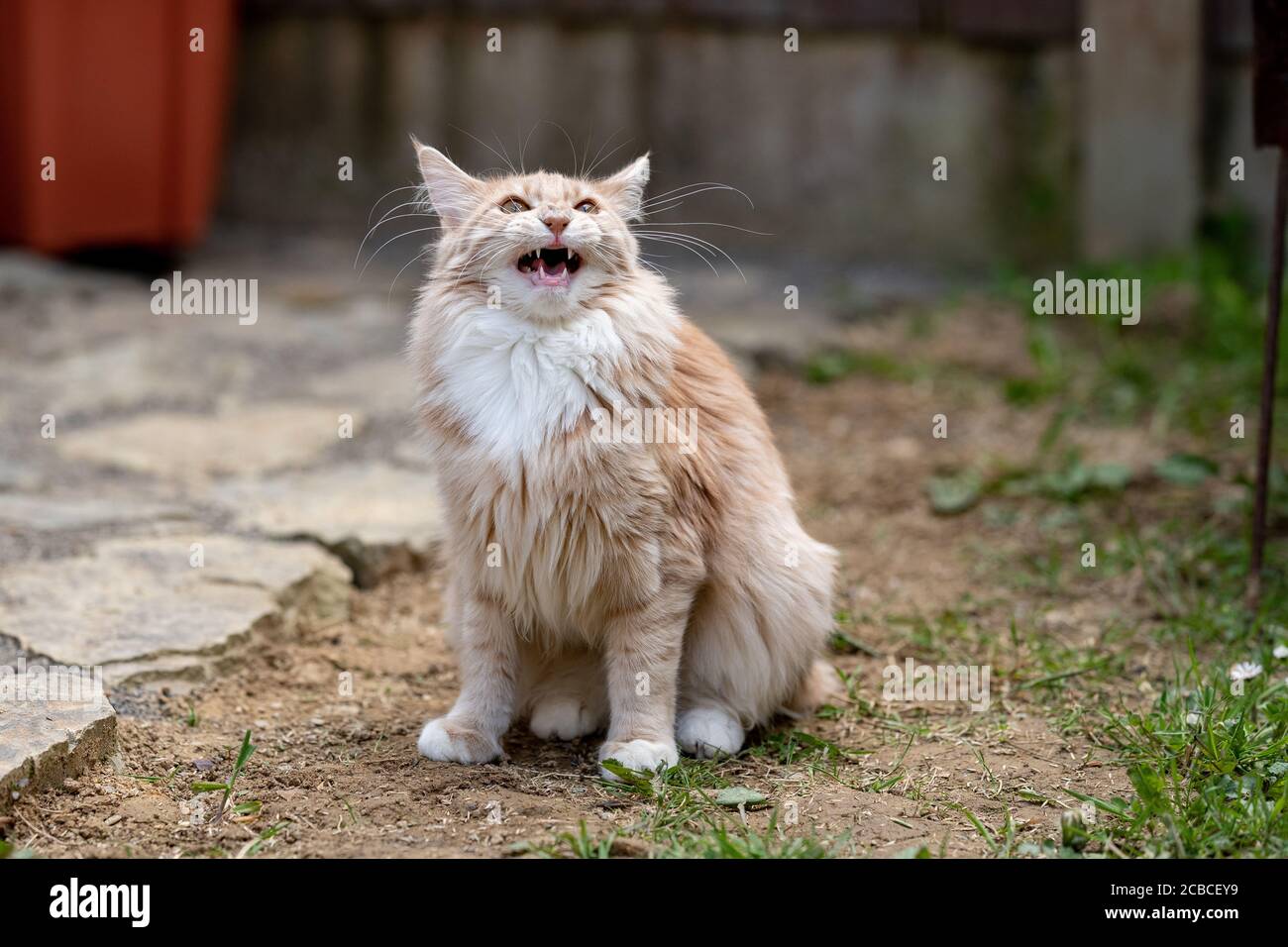 Majestic Maine Coon. Domestic cat Stock Photo - Alamy