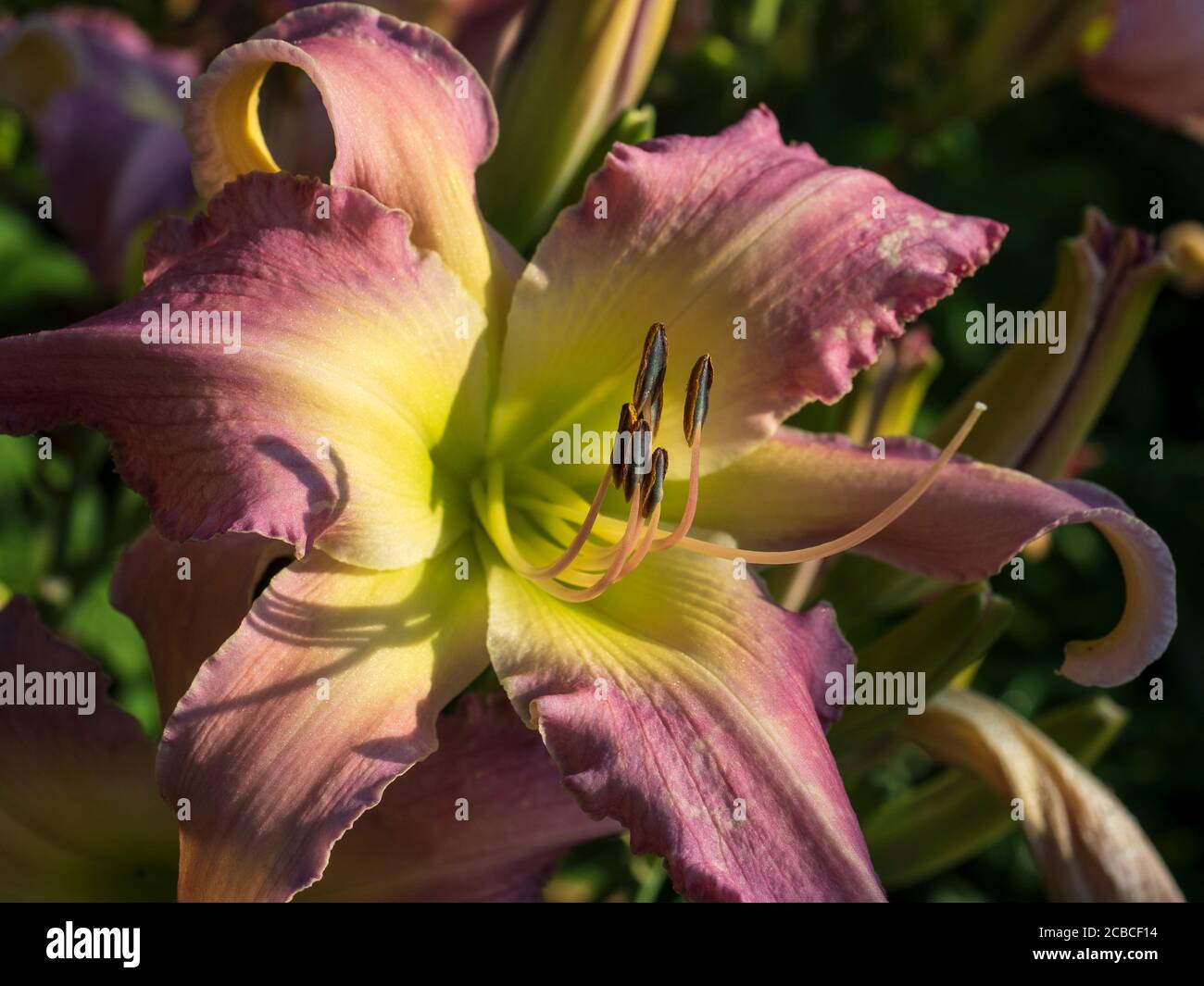 Closeup of purple day lily in a Virginia garden. Stock Photo