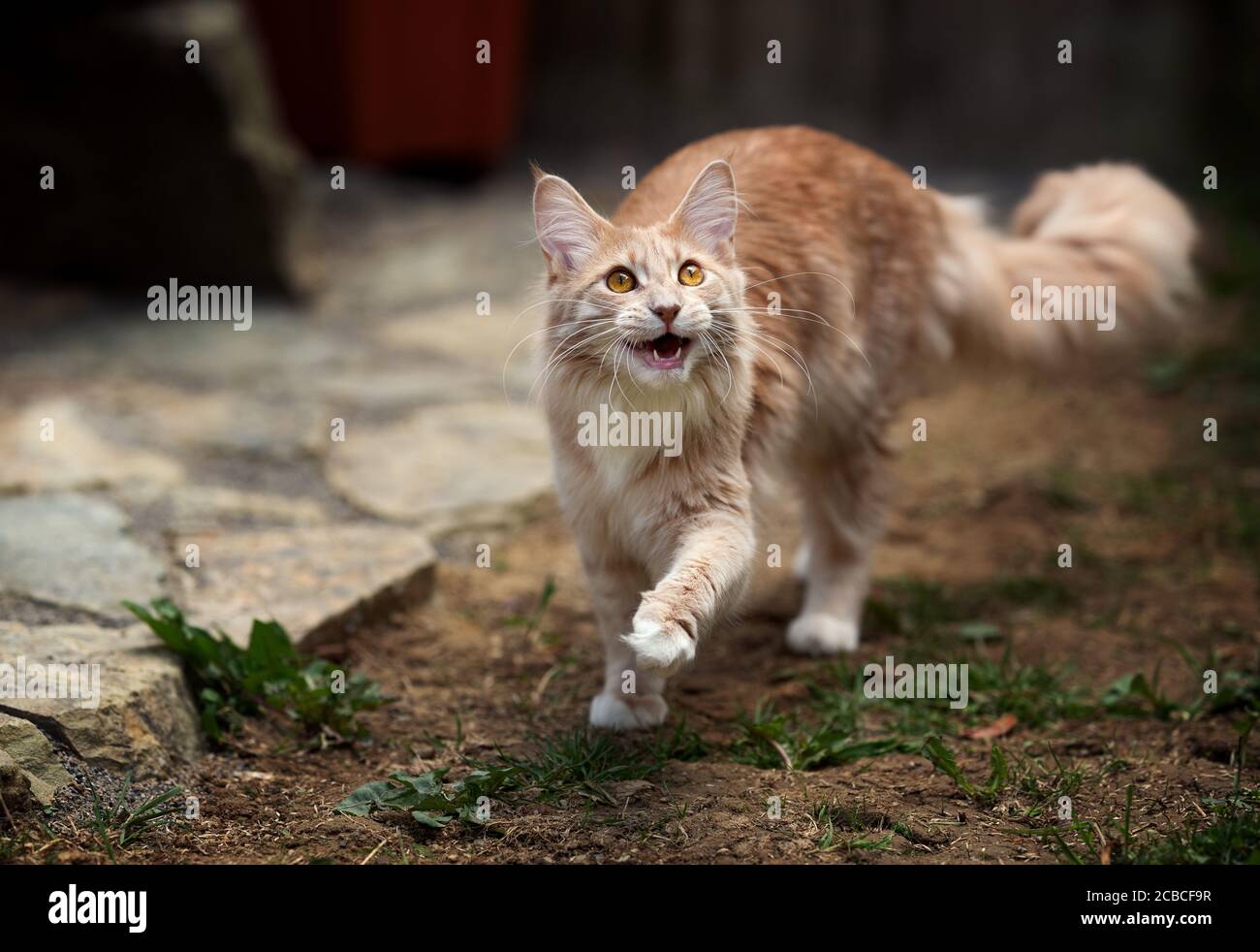 Majestic Maine Coon Stock Photo - Alamy