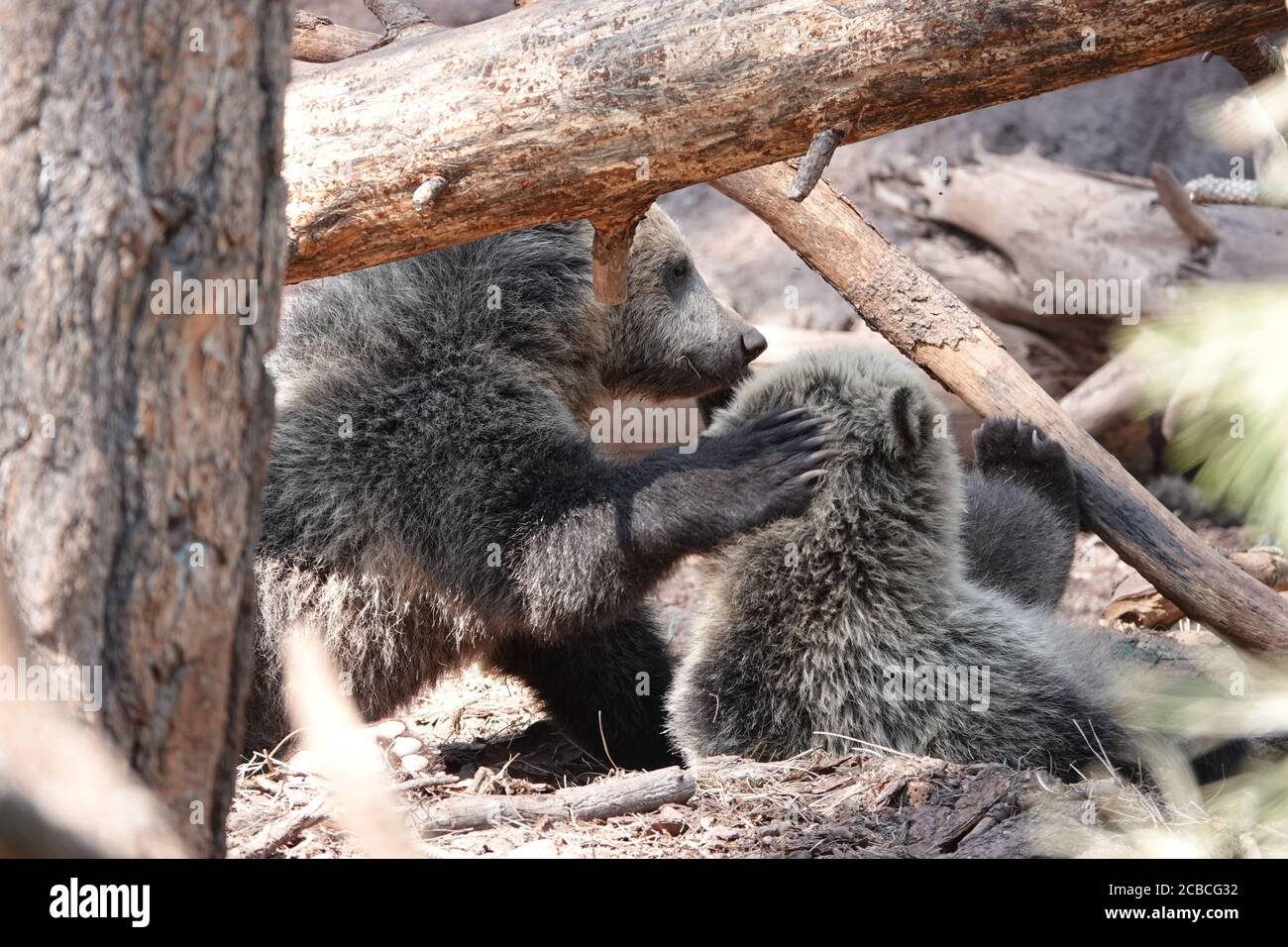 Baby bear cubs that were orphaned play on a beautiful summer day at a wildlife rescue facility. Stock Photo
