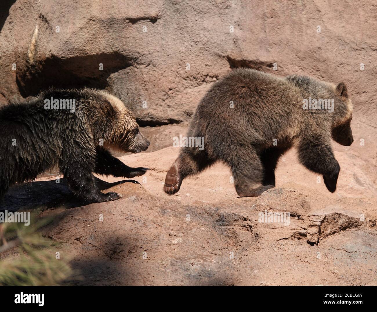 Baby bear cubs that were orphaned play on a beautiful summer day at a wildlife rescue facility. Stock Photo