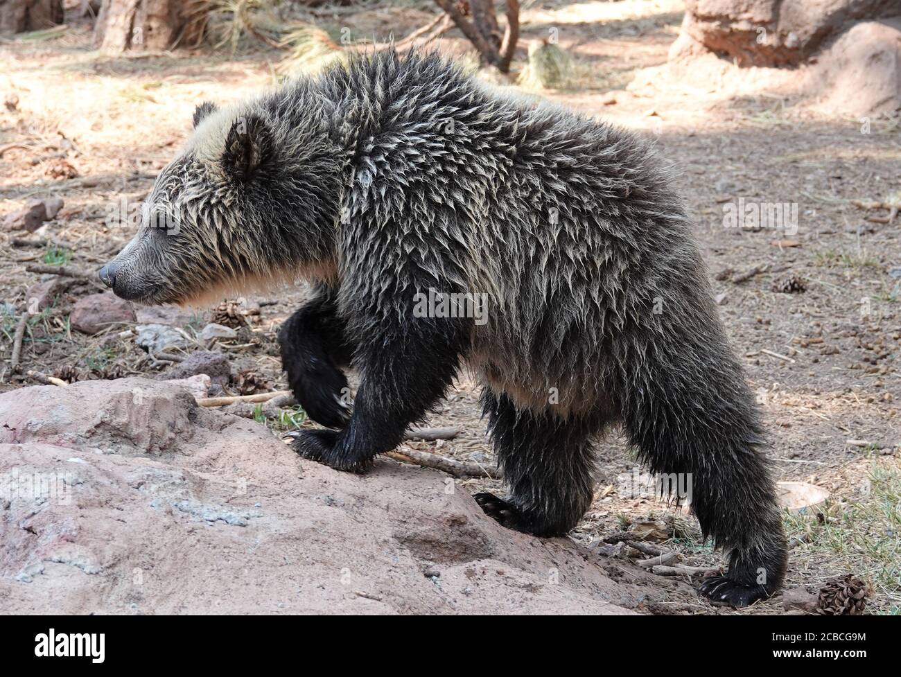 Baby bear cubs that were orphaned play on a beautiful summer day at a wildlife rescue facility. Stock Photo