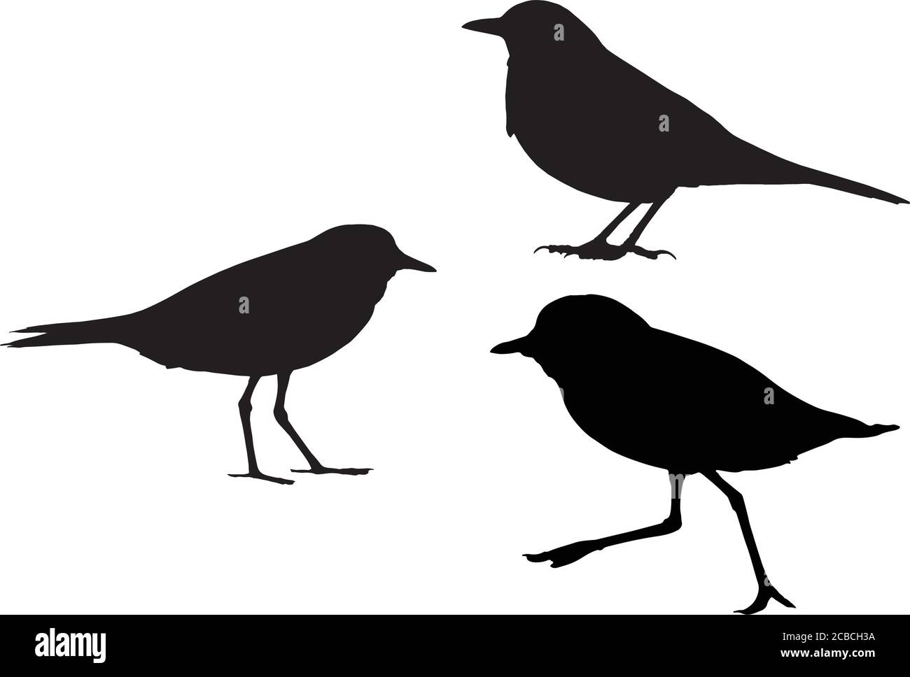 Cute little birds. Vector images. White background. Stock Vector