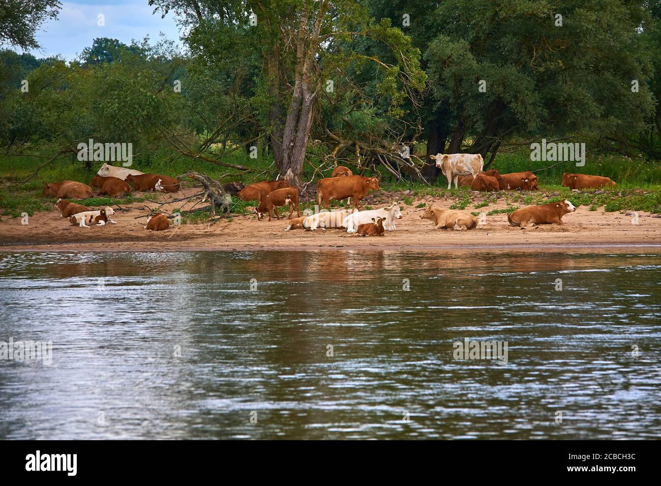 An outside living herd of cattle at the banks of river Elbe, Northern Germany Stock Photo