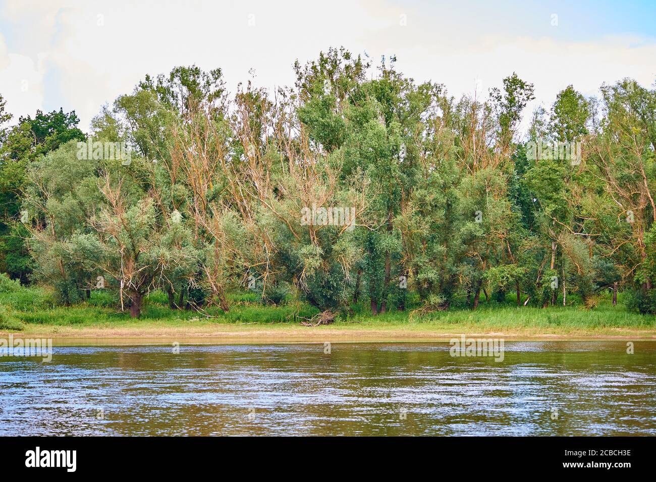 A floodplain forest at the river banks in the Elbe river floodplains Stock Photo