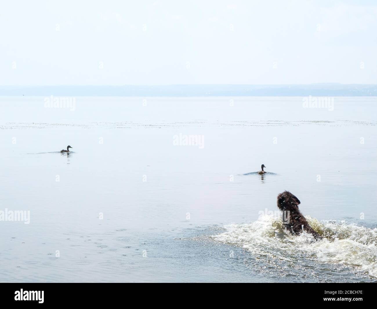 Black dog with duck hires stock photography and images Alamy