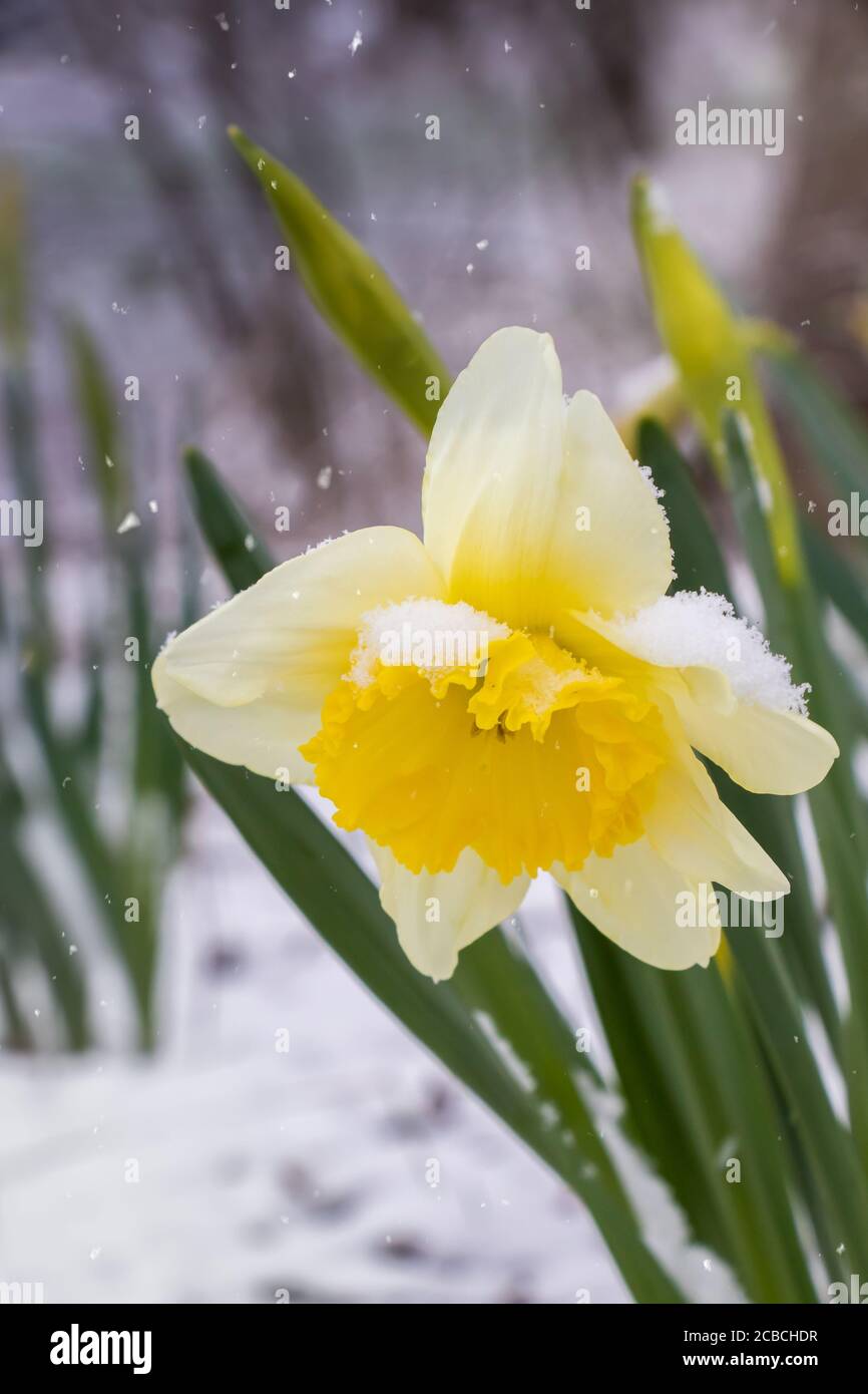 Yellow Daffodil growing in the spring with snow on it Stock Photo