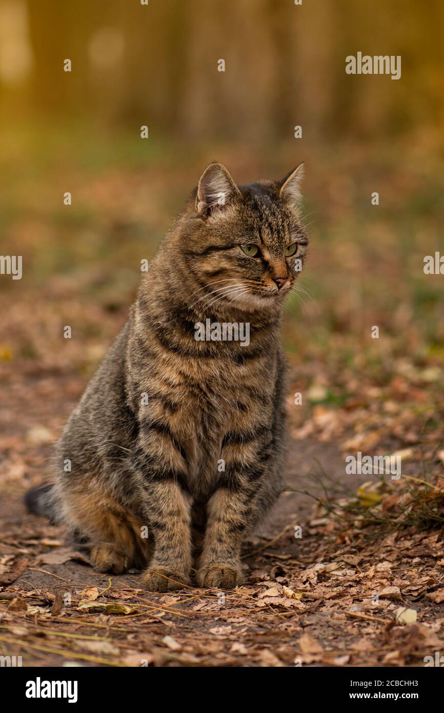 Cat playing in autumn with foliage. Fluffy tabby cat in colored leaves on nature. Striped tabby cat lying on the leaves in autumn. Stock Photo