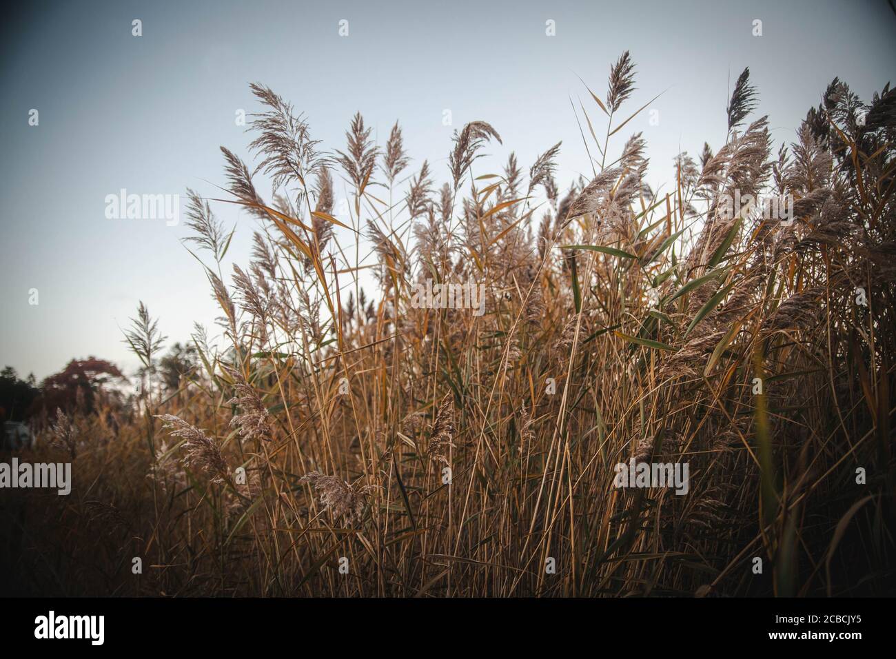 The bunch of phragmites or common reed at dusk in Branford, Connecticut. Stock Photo