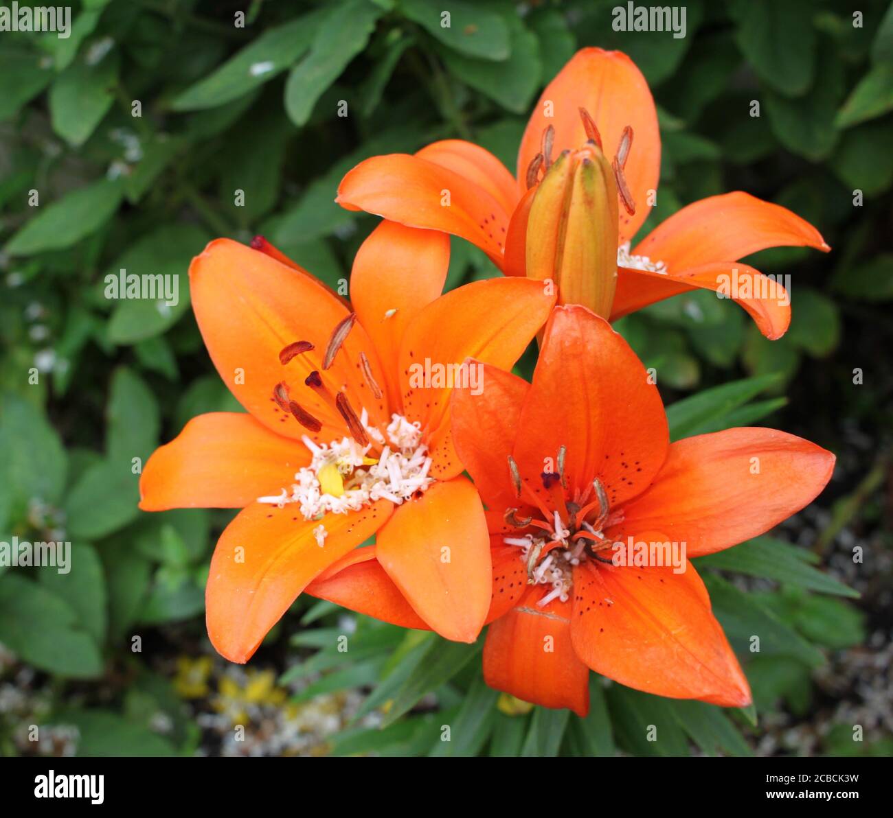 Orange lilies growing in a village garden, British gardens Stock Photo