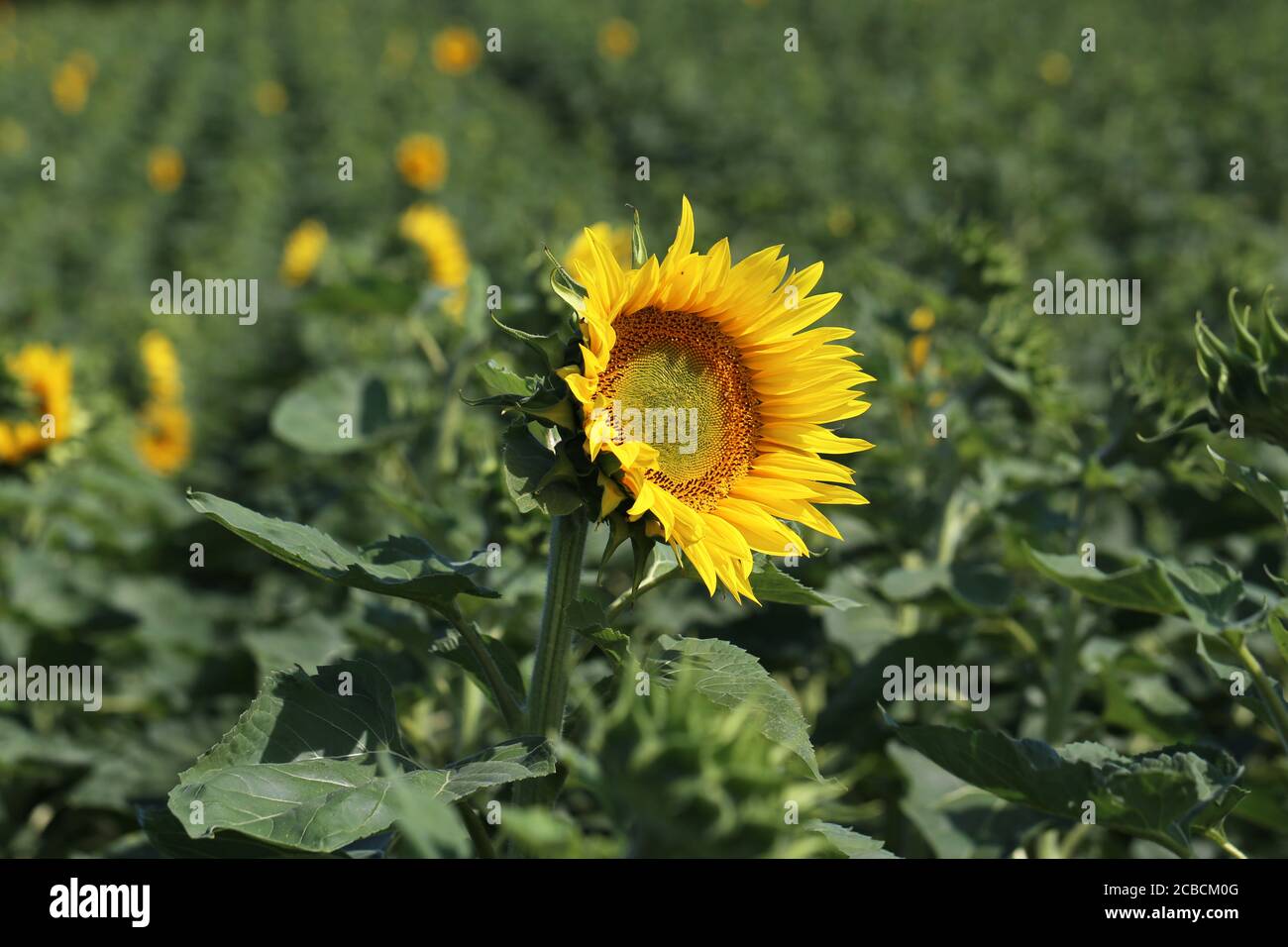Yellow sunflower in a field on a green background Stock Photo - Alamy