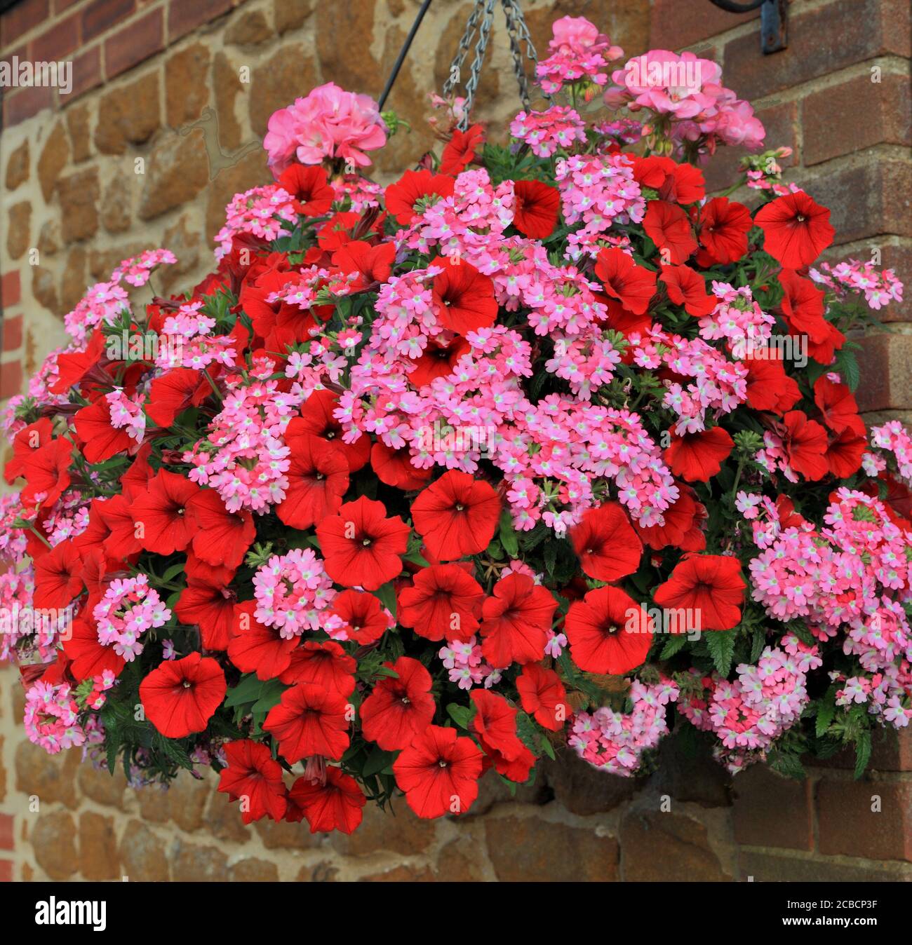 Hanging basket, red and pink combination, petunias 2 Stock Photo - Alamy
