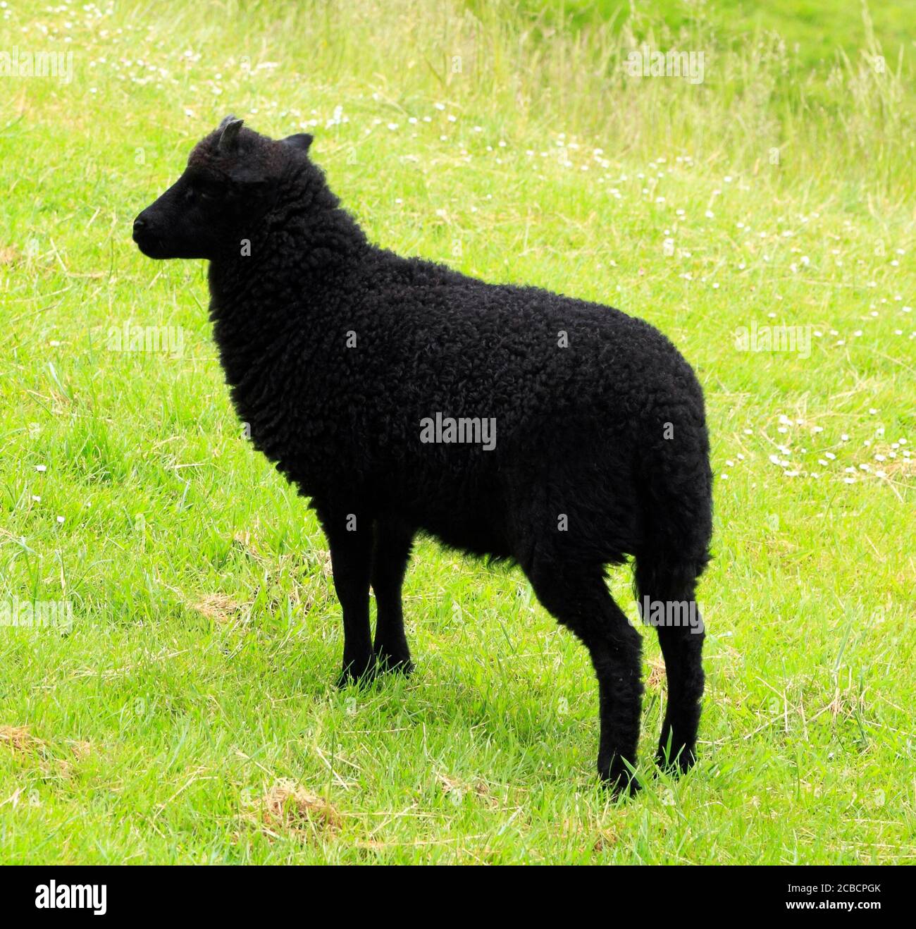 Black Moorland Sheep, Hutton le Hole, North Yorkshire Moors, England, UK Stock Photo