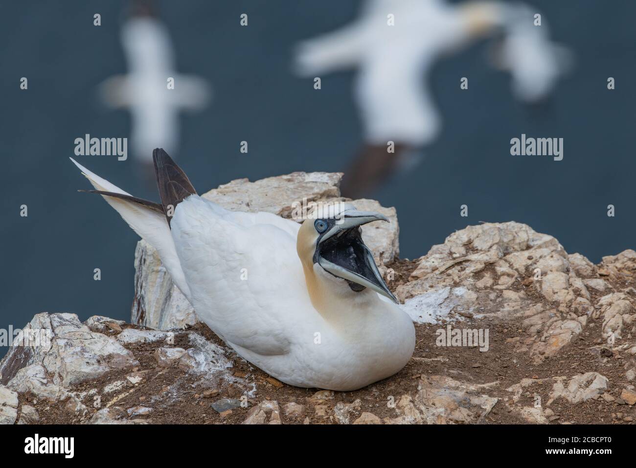 Gannet mouth hi-res stock photography and images - Alamy