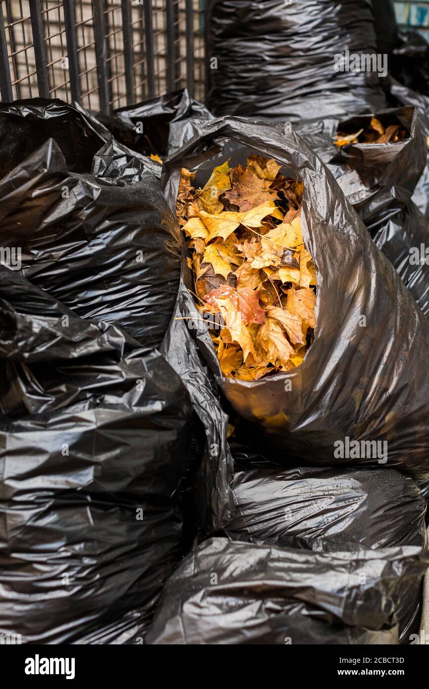 https://c8.alamy.com/comp/2CBCT3D/close-up-of-bunch-of-maple-leaves-in-black-bin-bags-seasonal-work-on-cleaning-the-park-from-fallen-leaves-2CBCT3D.jpg