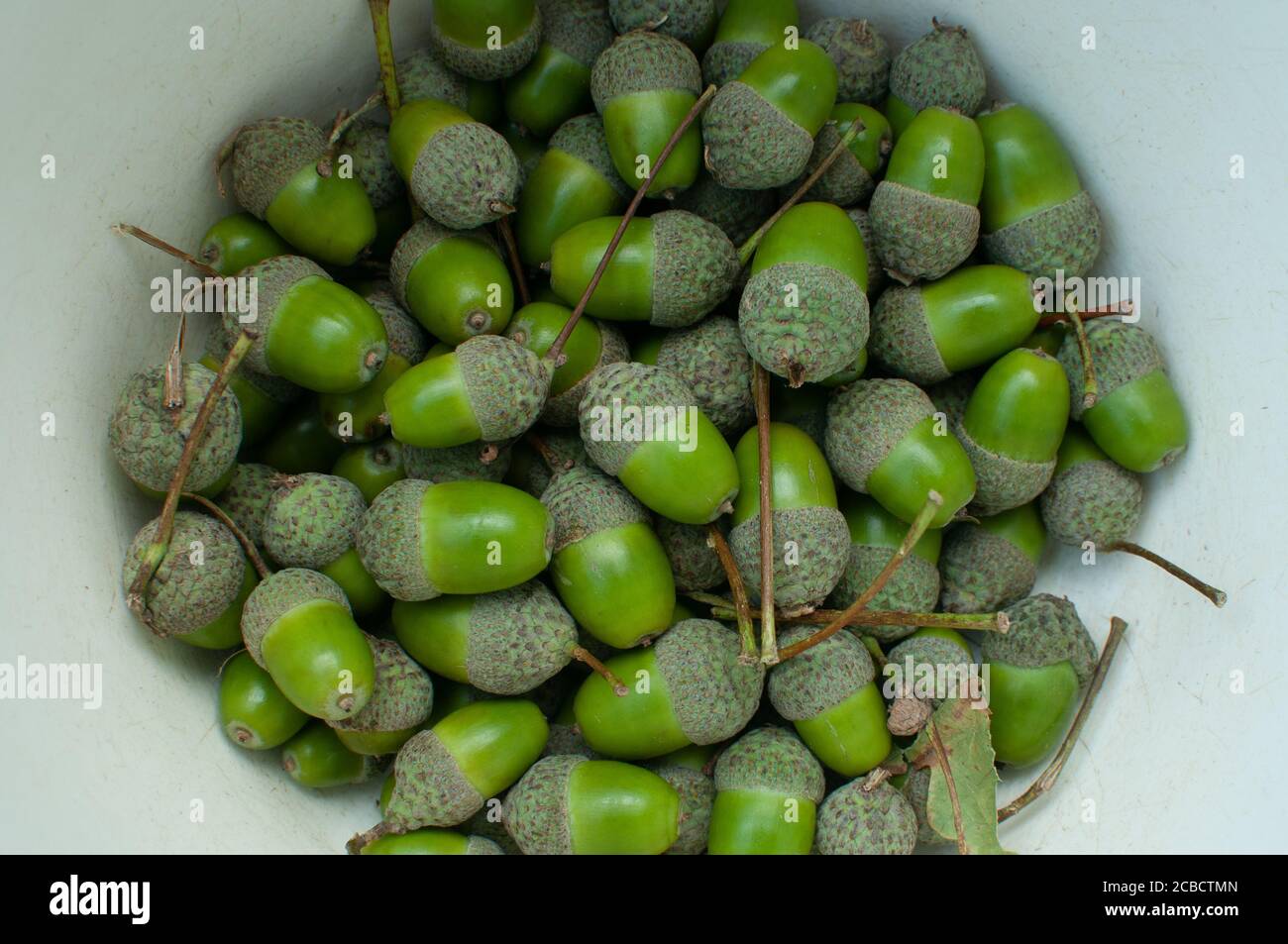 acorns Stock Photo