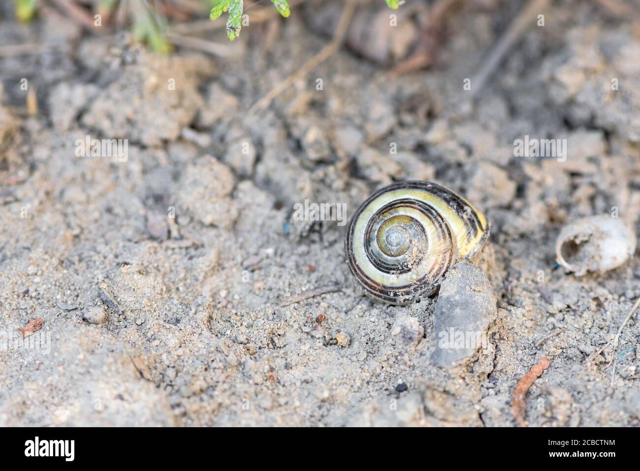 Closeup of small snail shell in a soil Stock Photo Alamy