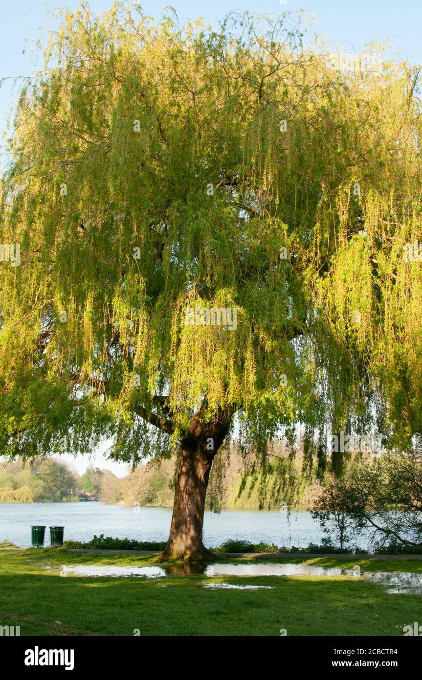 willow tree on riverbank Stock Photo