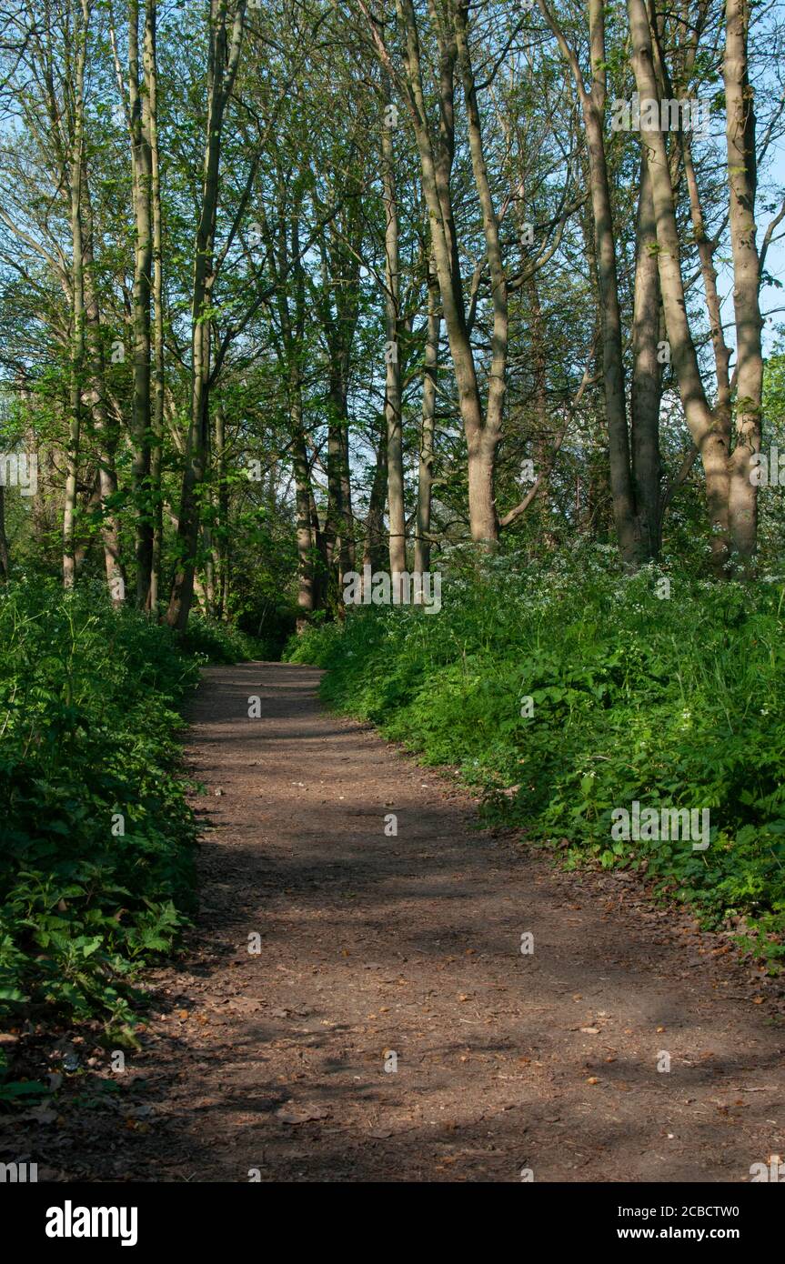 path in woodland Stock Photo