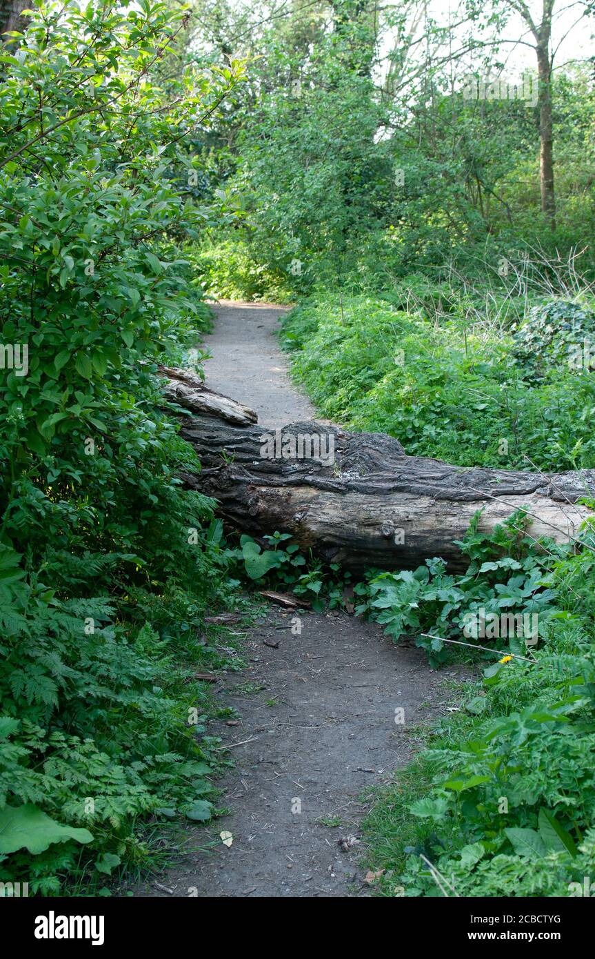 pathway in woods Stock Photo