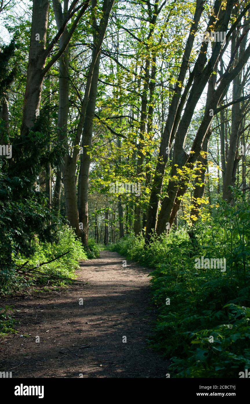 path in woods Stock Photo