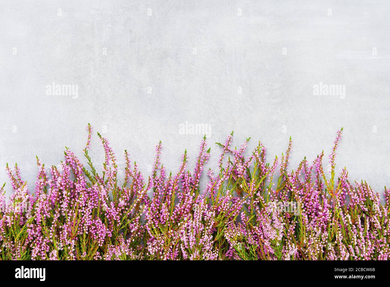 Pink Common Heather flowers on gray background. Copy space for text, top view. Flat lay Stock Photo