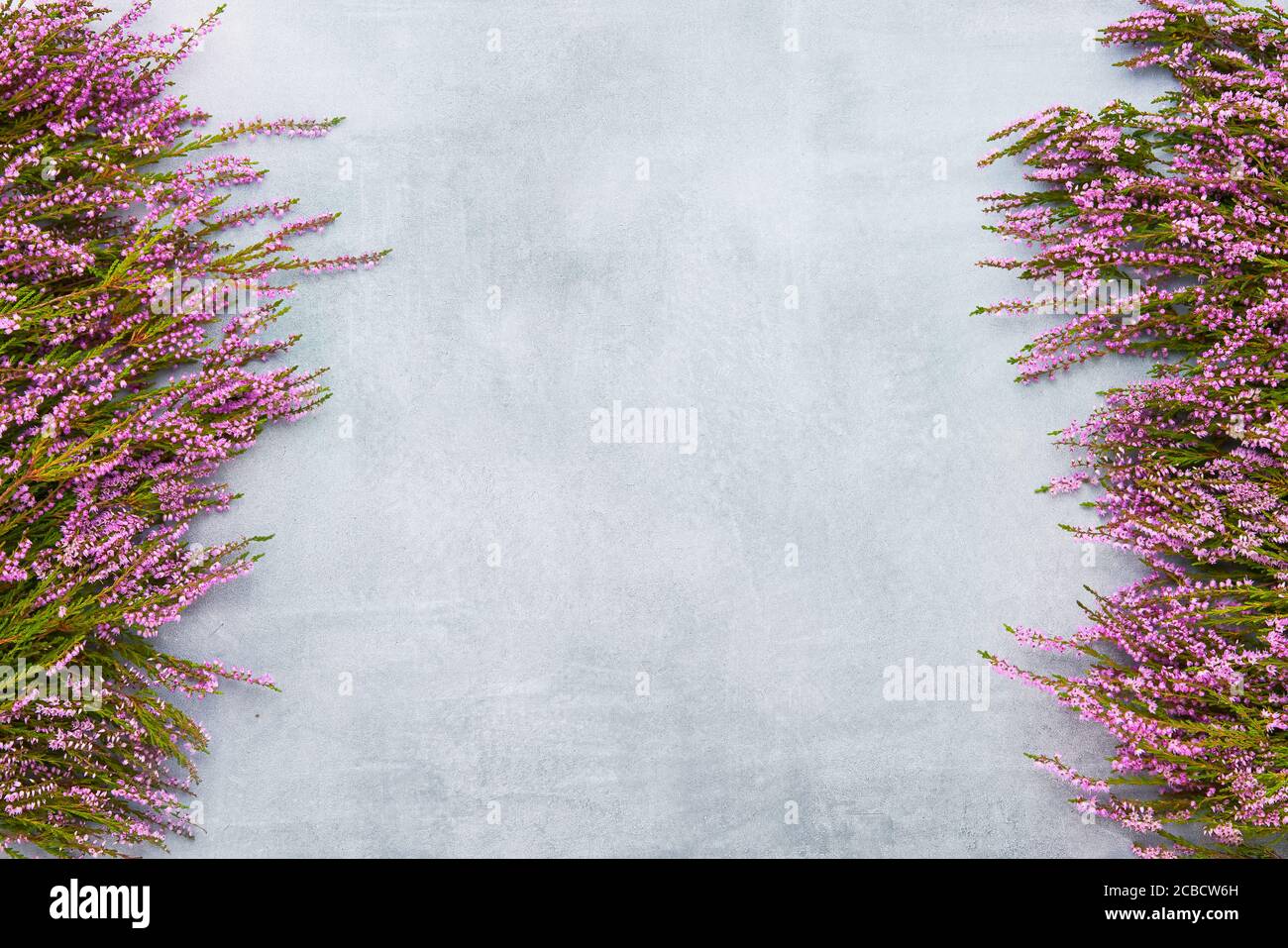 Pink Common Heather flowers on gray background. Copy space for text, top view. Flat lay Stock Photo