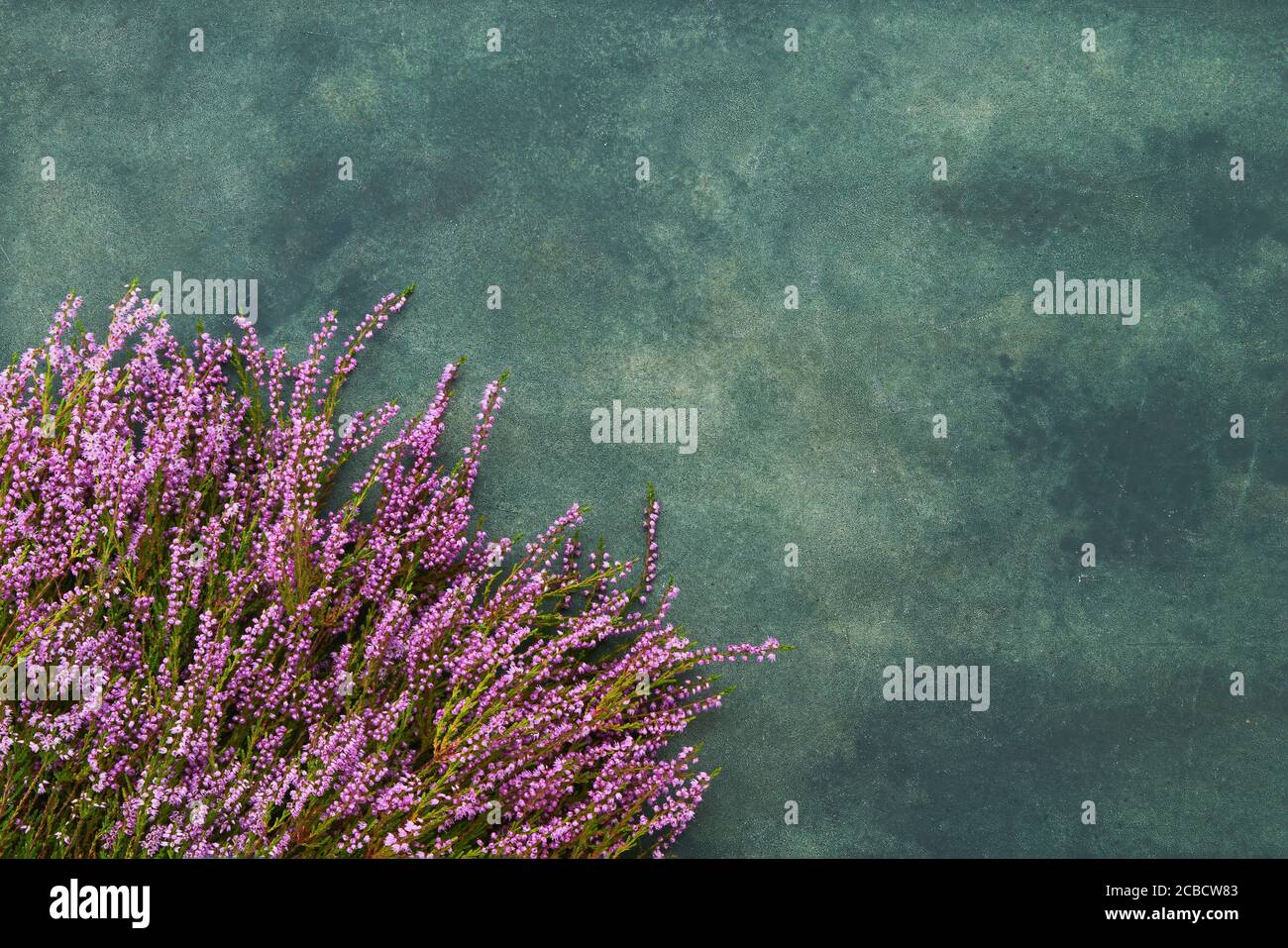 Pink Common Heather flowers on green background. Copy space for text, top view. Flat lay, selective focus Stock Photo