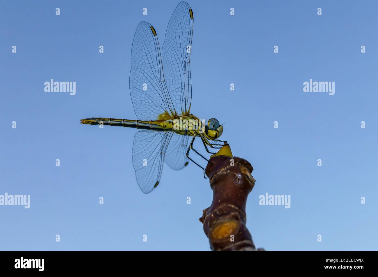 Fragile dragonfly (Odonata) on the top of a fig tree in autumn Stock Photo