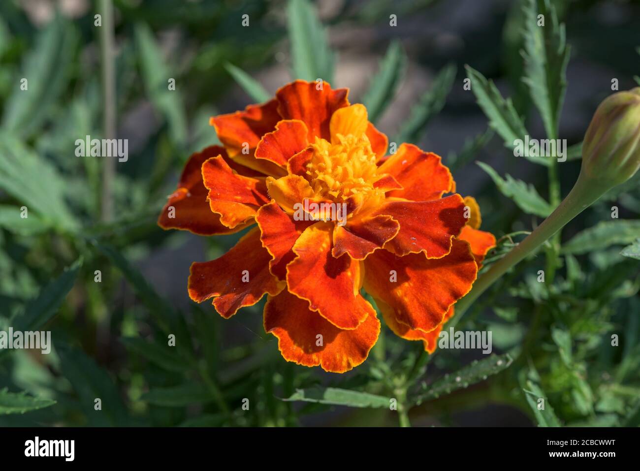 Erecta flower hi-res stock photography and images - Alamy