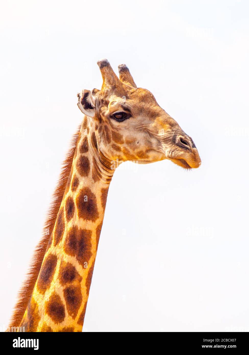 Close-up portrait of giraffe with head and long neck on white background, African wildlife in Etosha National Park, Namibia, Africa. Stock Photo