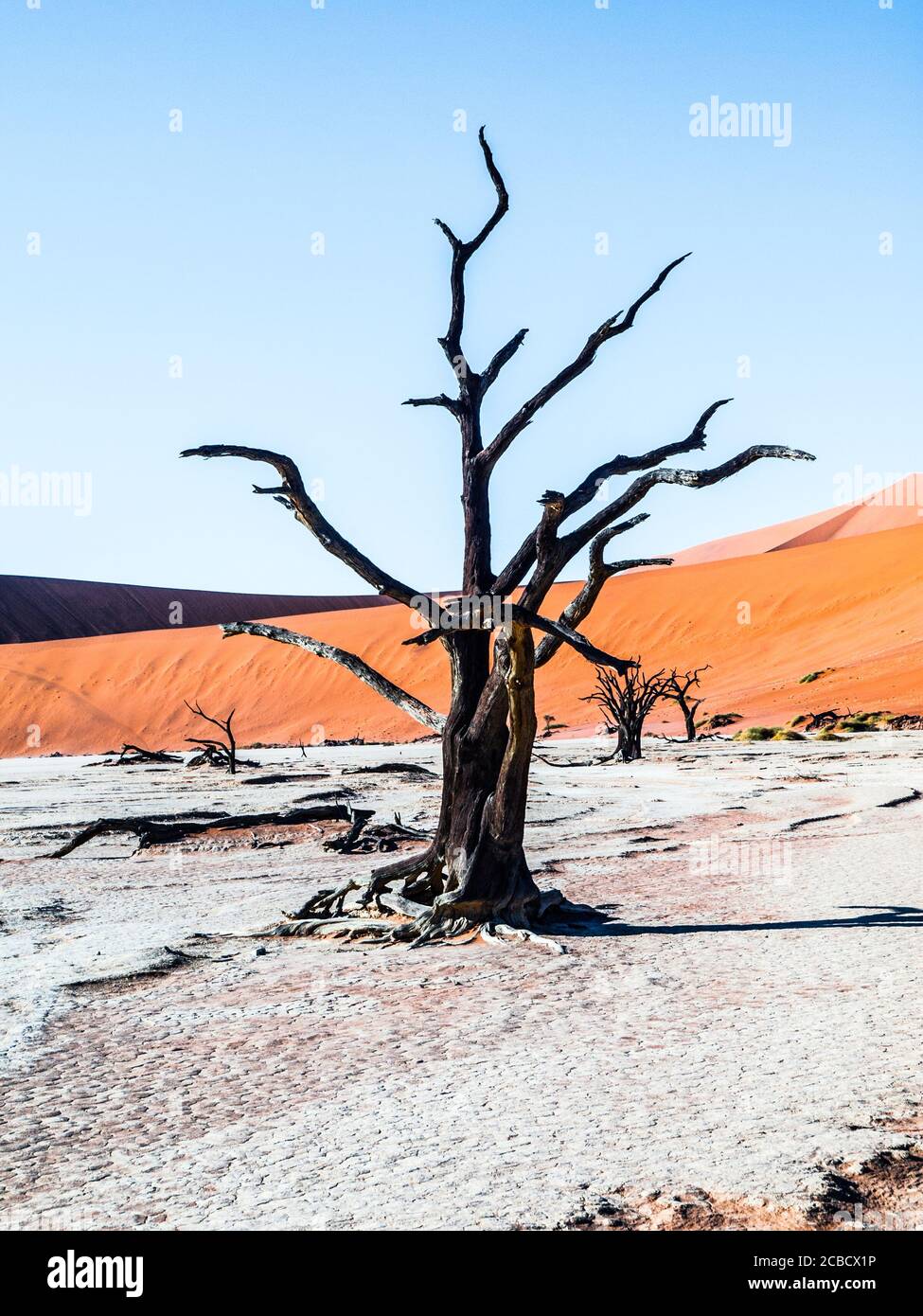 Dead camel thorn trees in Deadvlei dry pan with cracked soil in the middle of Namib Desert red dunes, near Sossusvlei, Namib-Naukluft National Park, Namibia, Africa Stock Photo