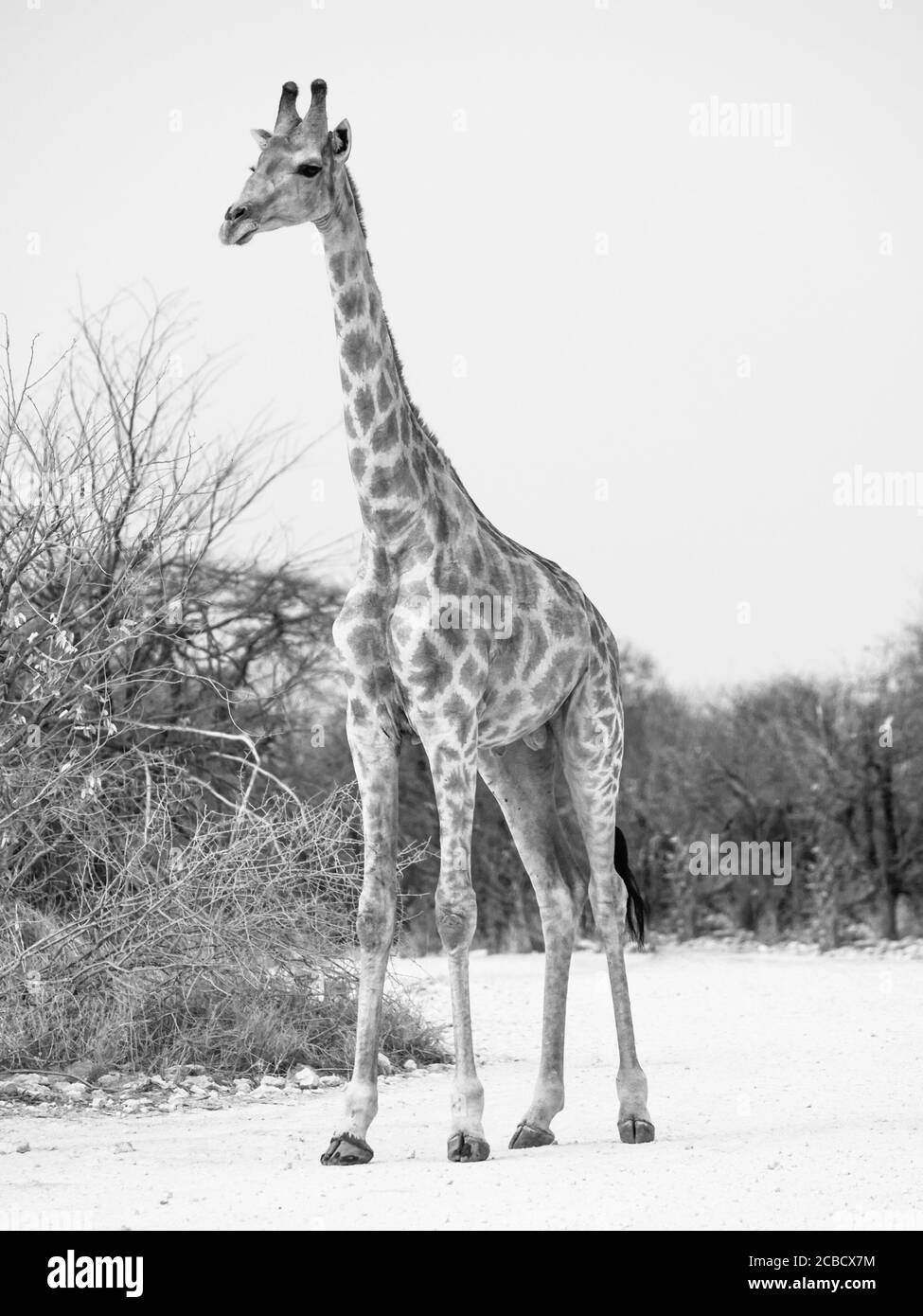 Young giraffe standing on the dusty road, Etosha National Park, Namibia. Black and white image. Stock Photo