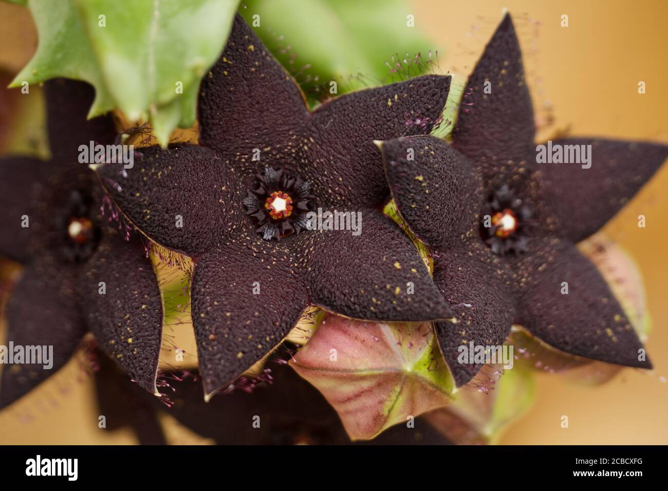 Orbea Melanatha cluster (small black starfish flower) Stock Photo