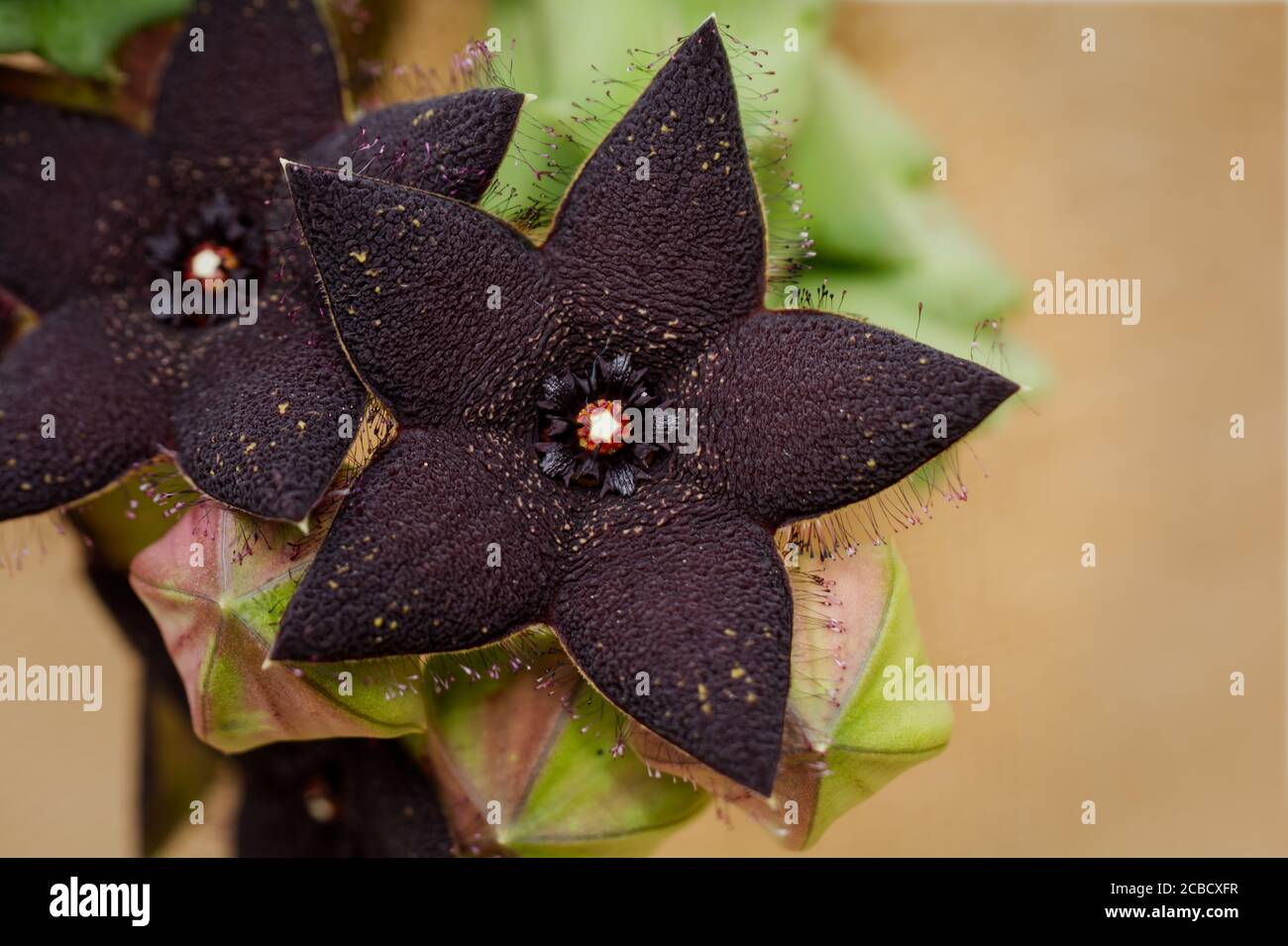Orbea Melanatha (small black starfish flower) detailed close-up Stock Photo