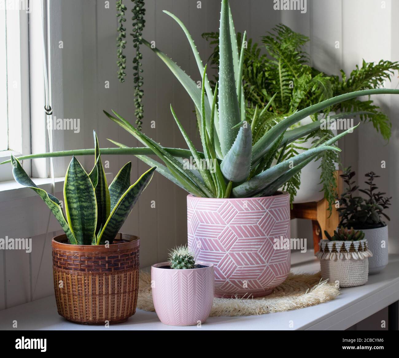 Aloe Vera Plant Room High Resolution Stock Photography And Images Alamy