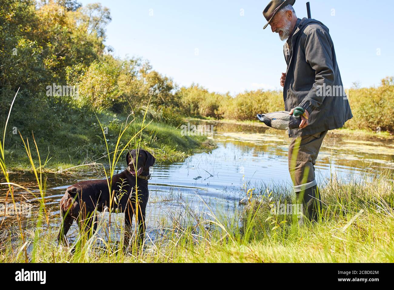 Senior hunter hunt on ducks in autumn, in lake. Dog help him to hunt