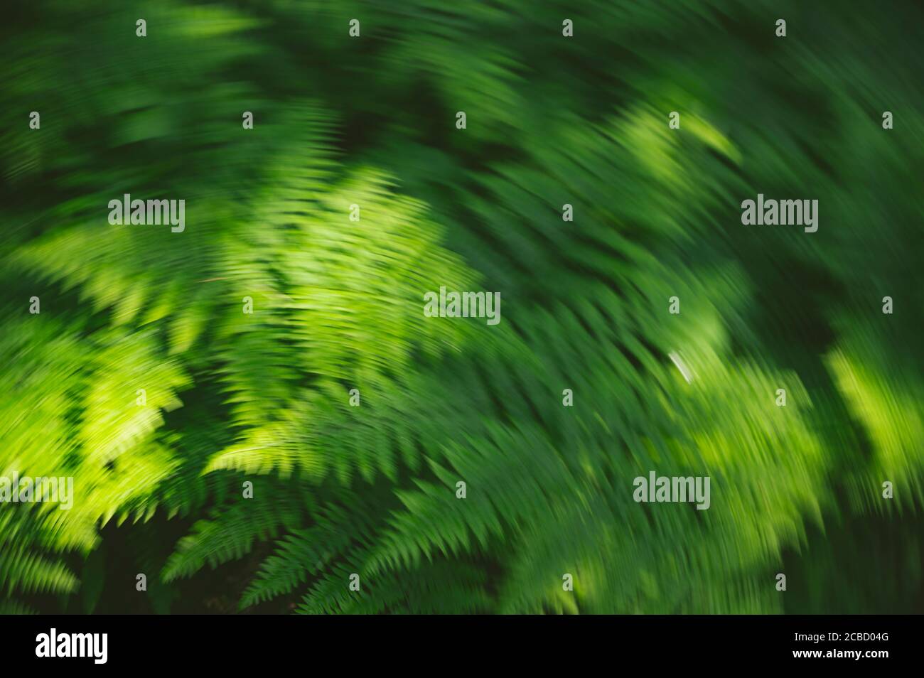 Fern patterns hi-res stock photography and images - Alamy