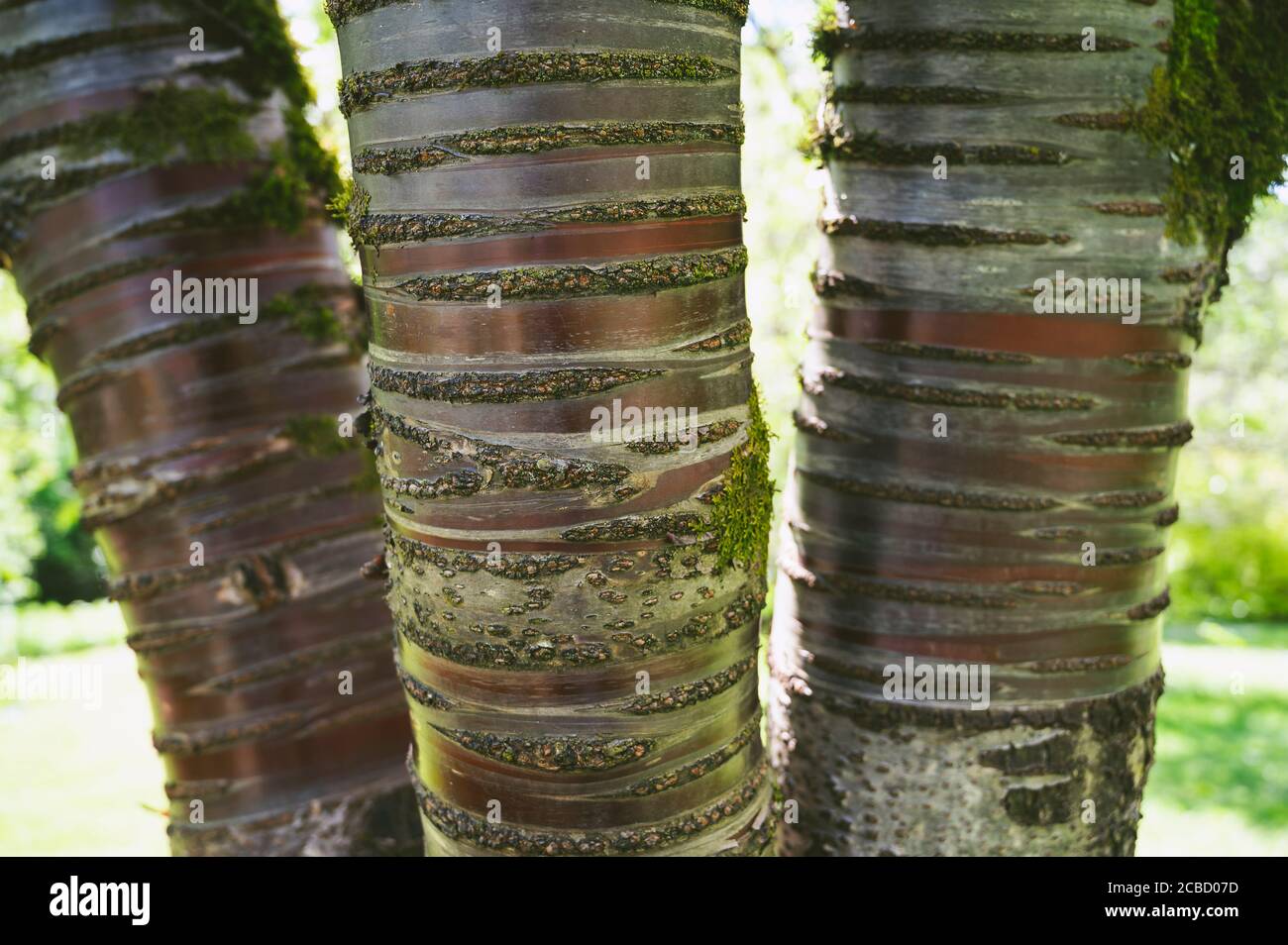 Medium Closeup of Tree Bark Stock Photo